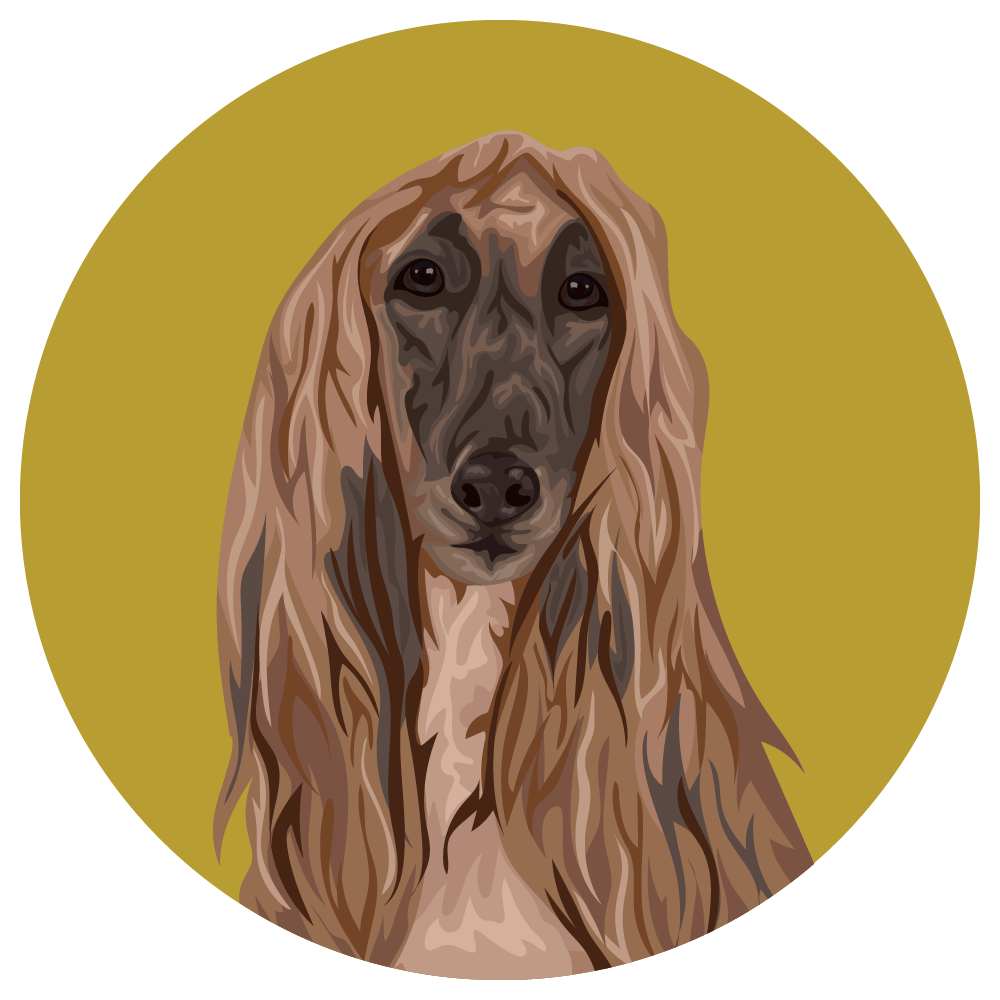 Afghan Hound