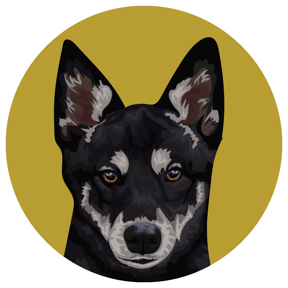 Alaskan Klee Kai