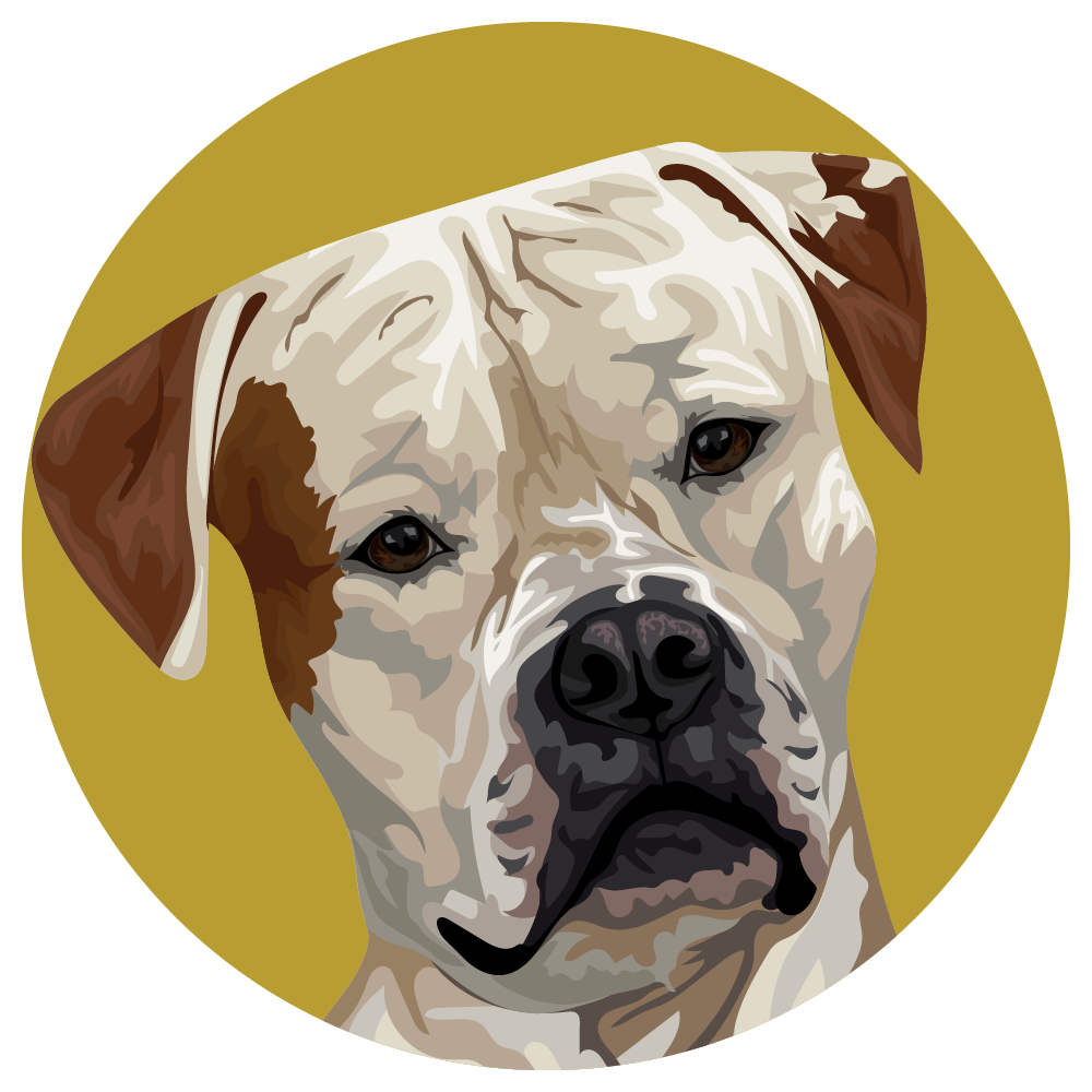American Bulldog