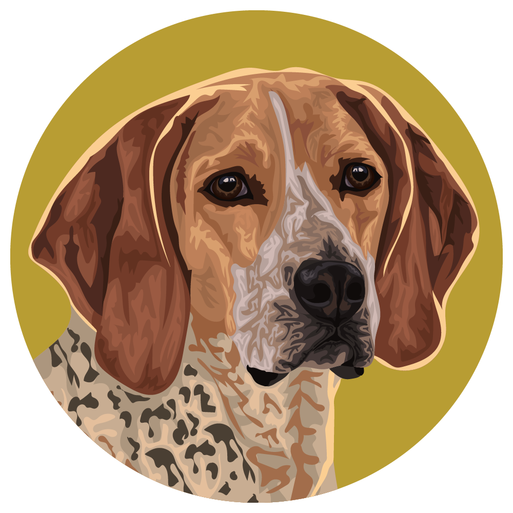 American English Coonhound