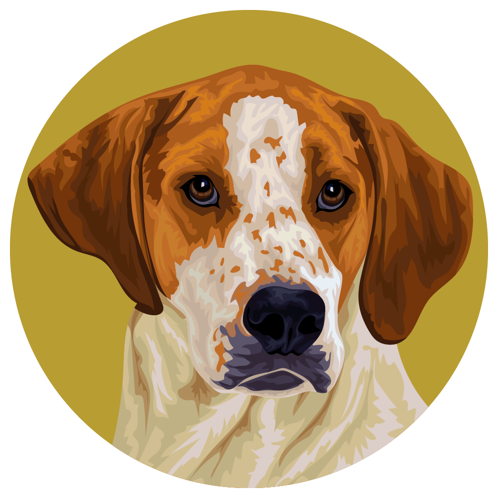 American Foxhound