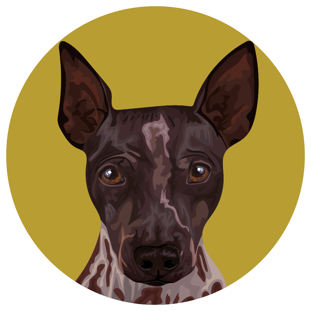 American Hairless Terrier