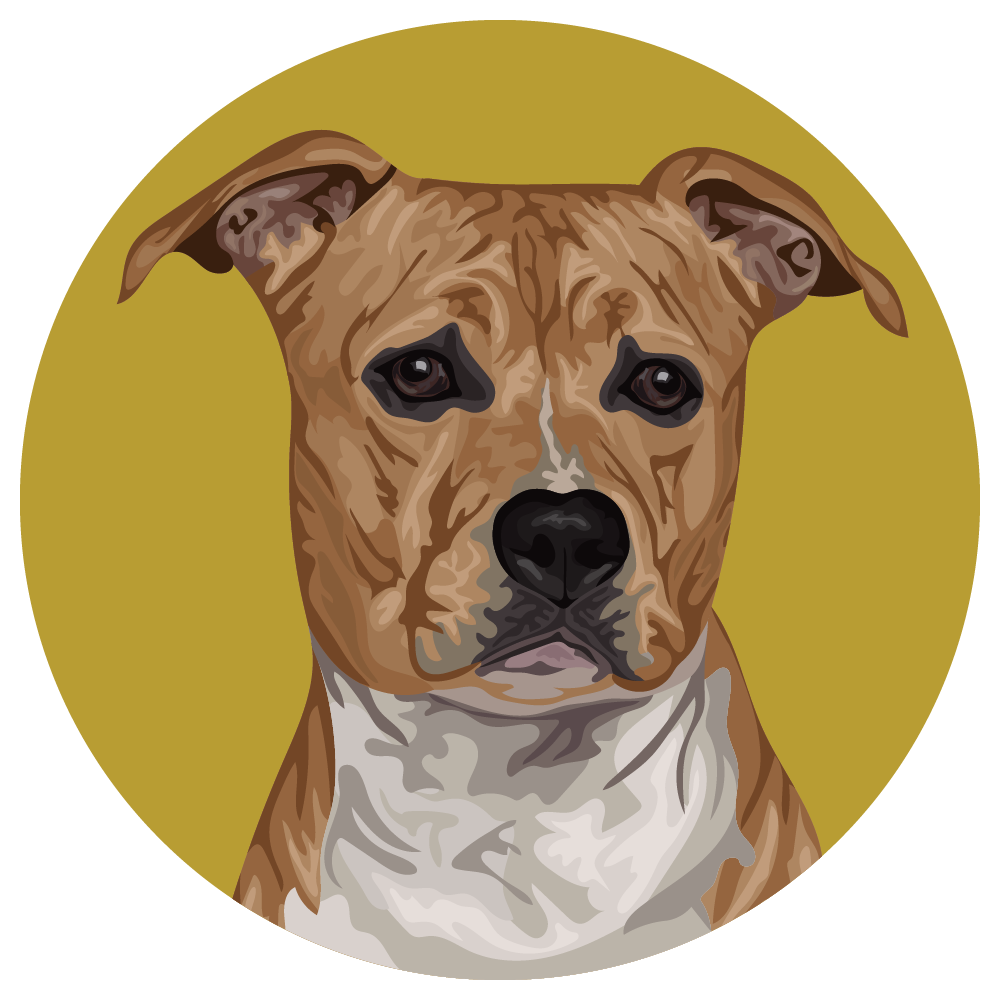 American Staffordshire Terrier