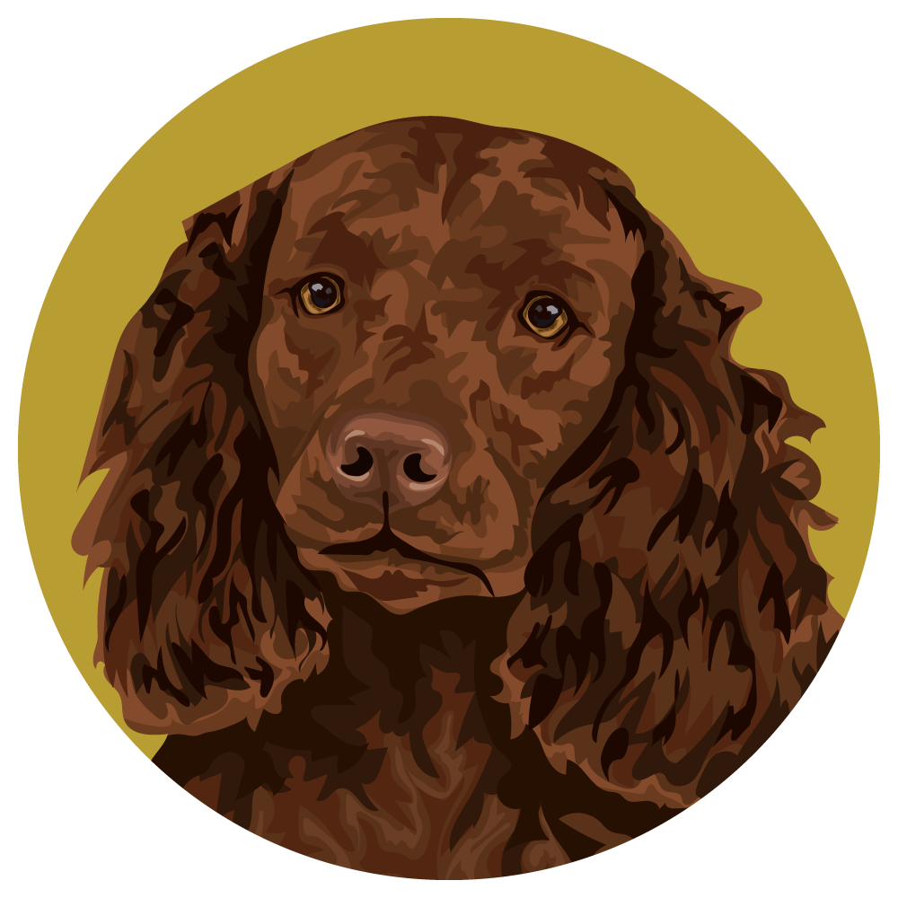American Water Spaniel