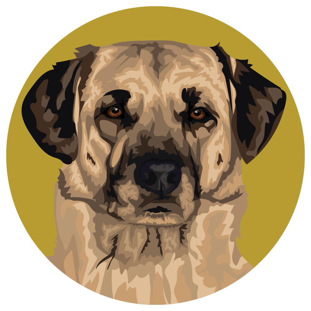 Anatolian Shepherd Dog