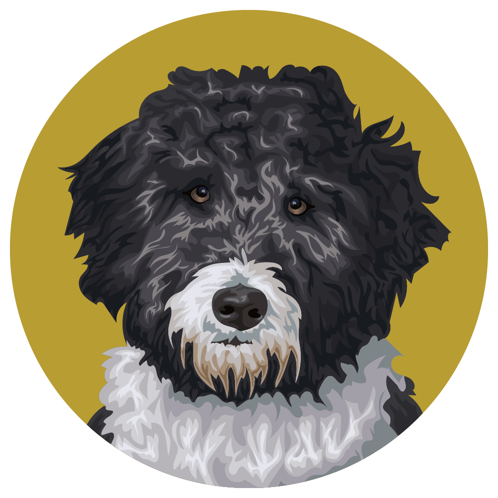 Aussiedoodle