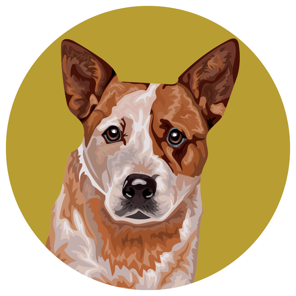 Australian Cattle Dog