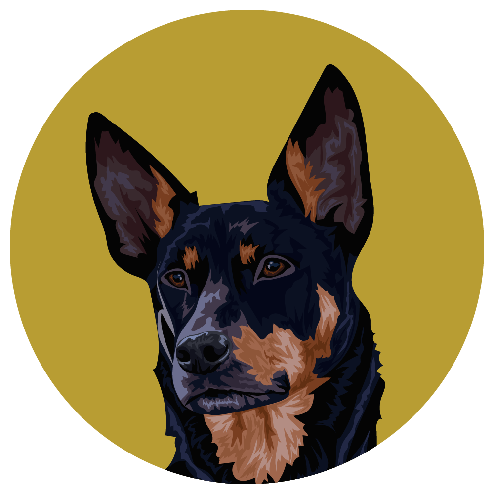 Australian Kelpie