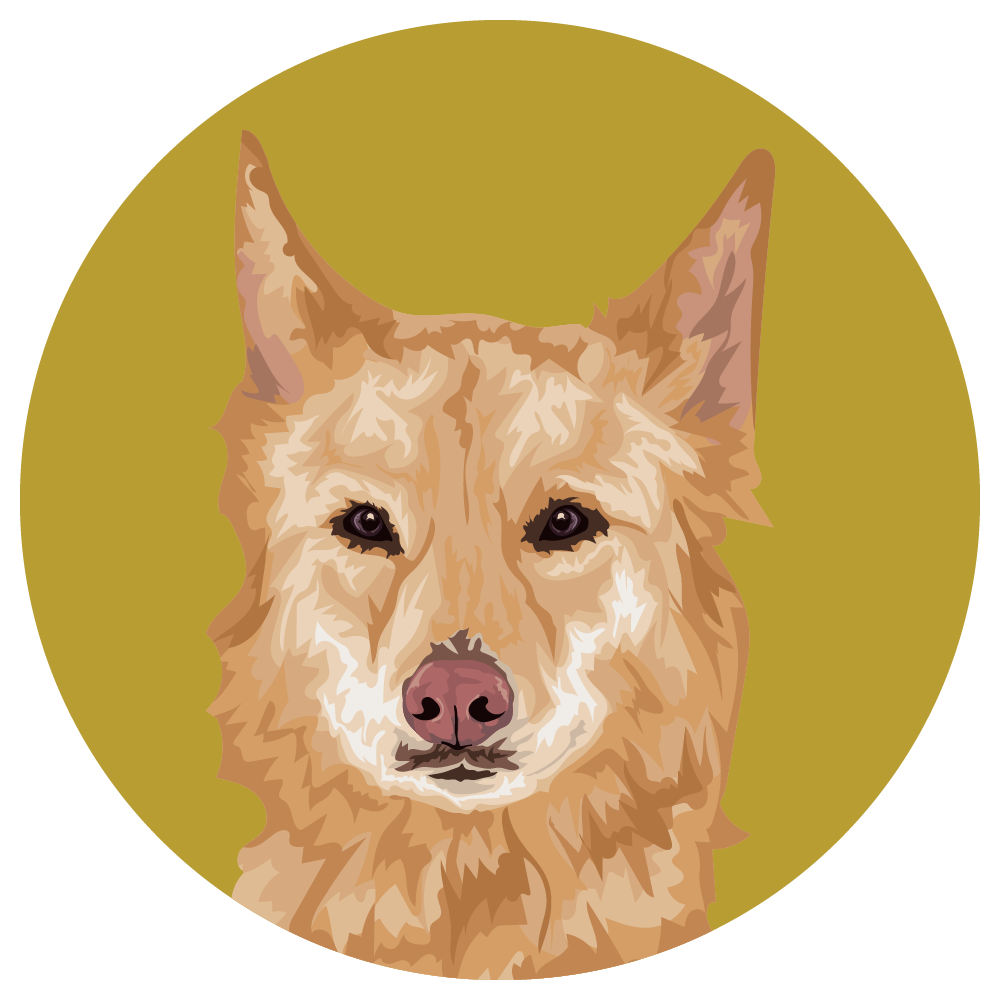 Australian Retriever
