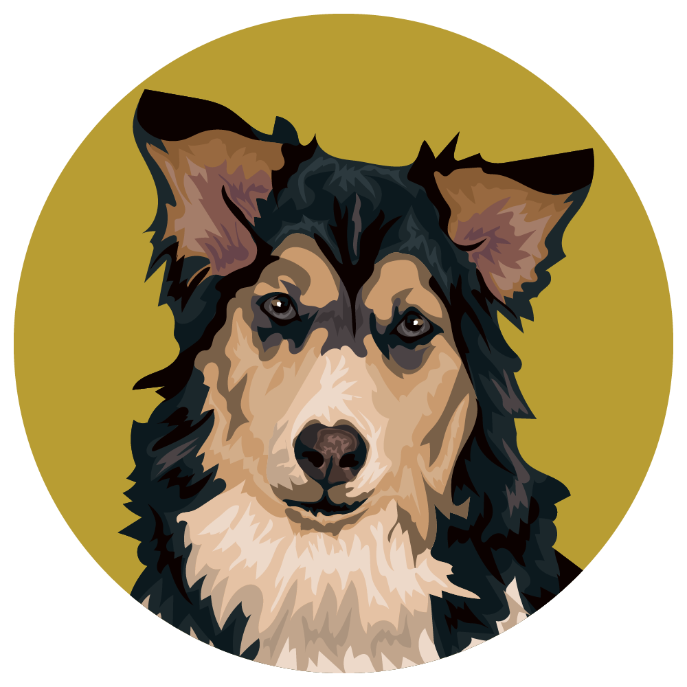 Australian Shepherd Husky