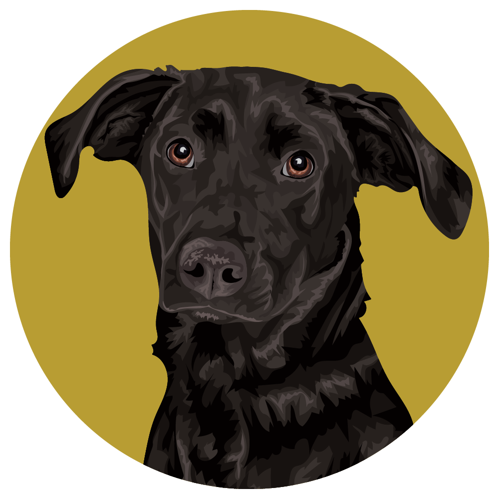 Australian Shepherd Lab Mix