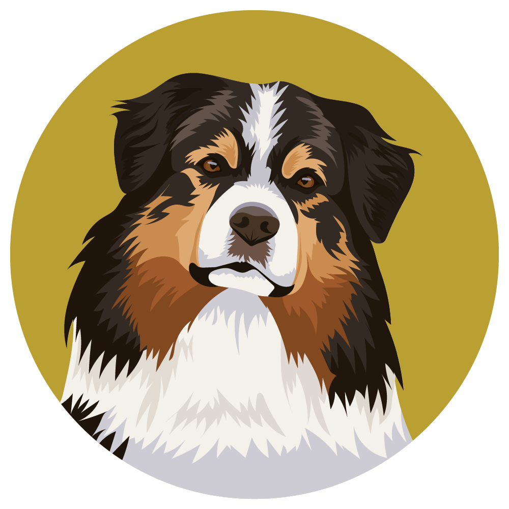 Australian Shepherd