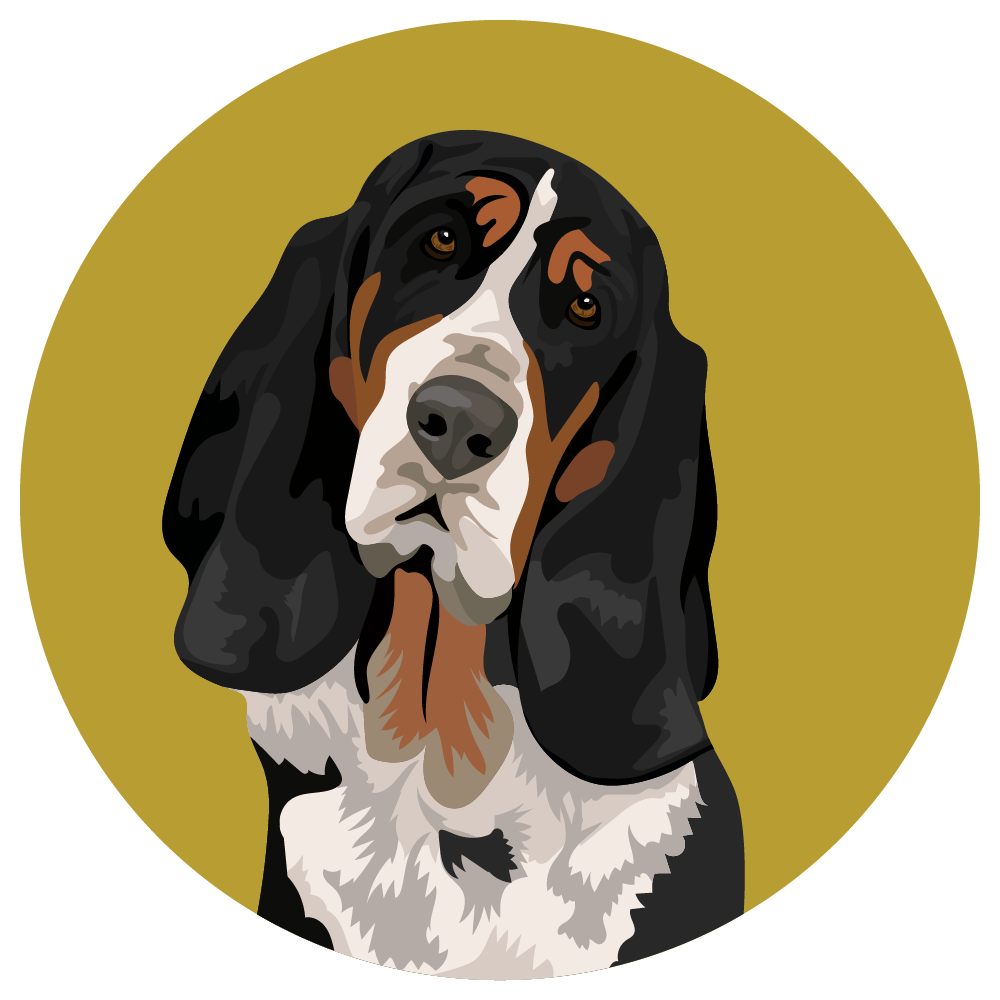 Basset Hound