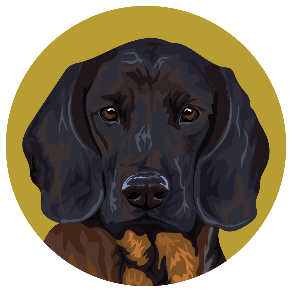 Bavarian Mountain Scent Hound