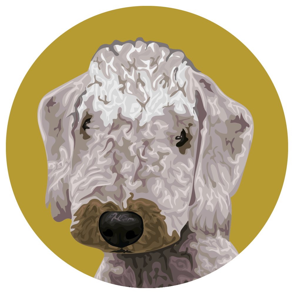 Bedlington Terrier