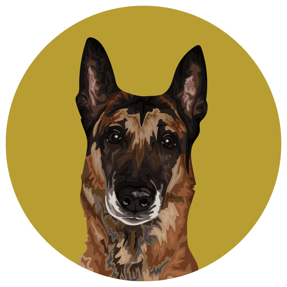 Belgian Malinois