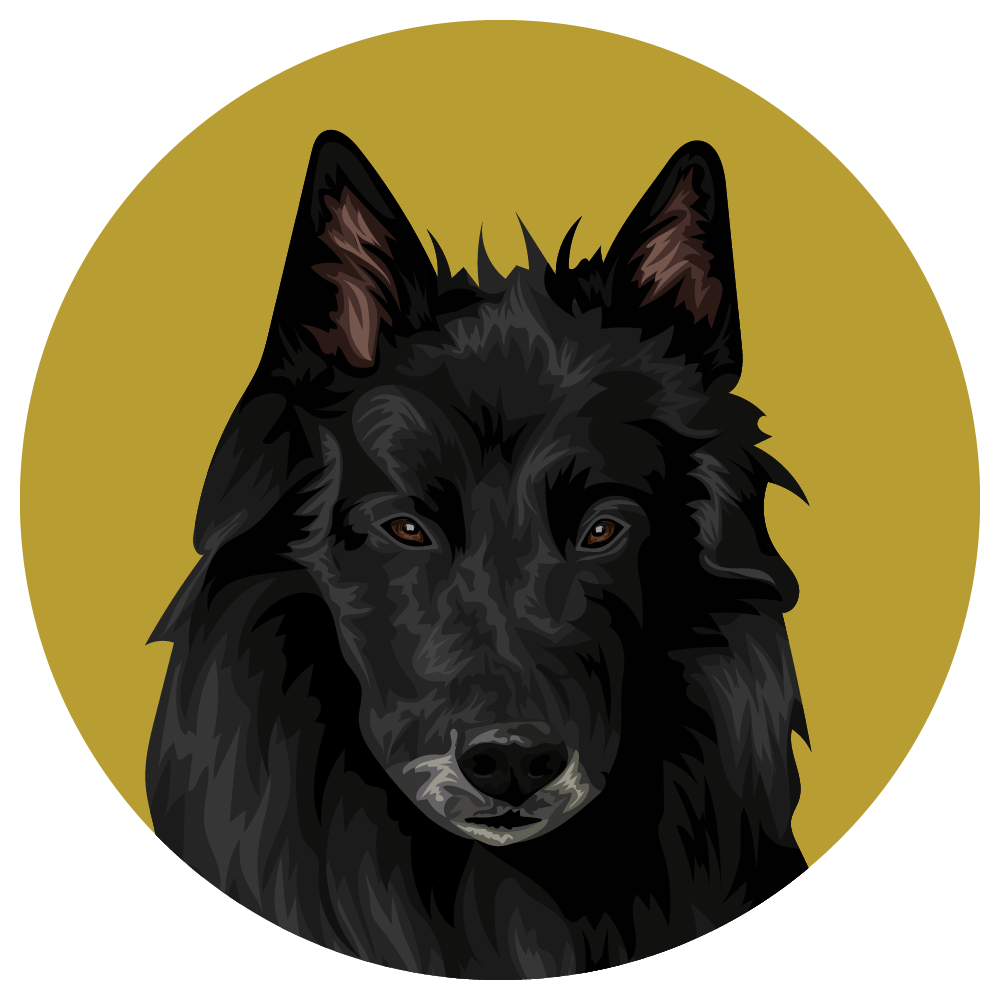 Belgian Sheepdog