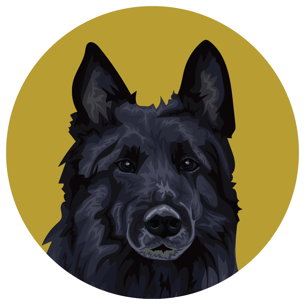 Belgian Tervuren