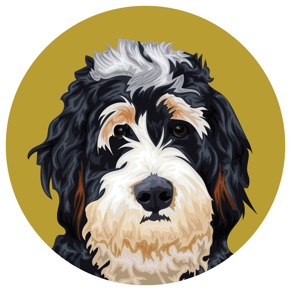 Bernedoodle