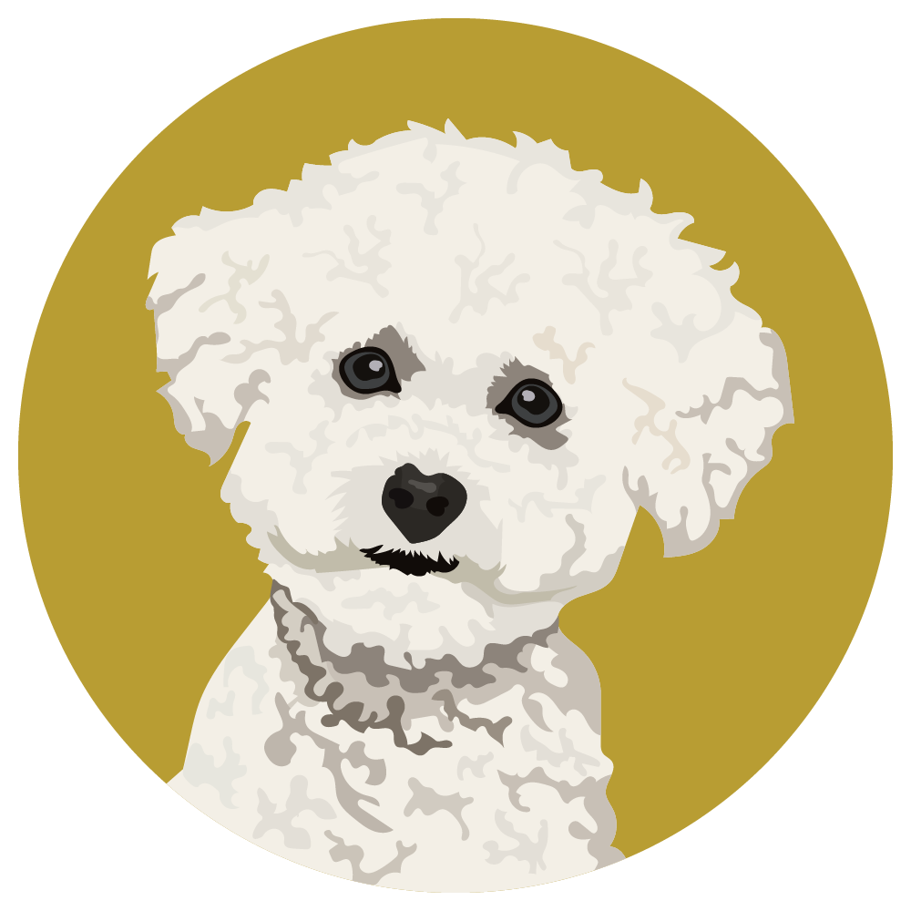 Bichon Frise
