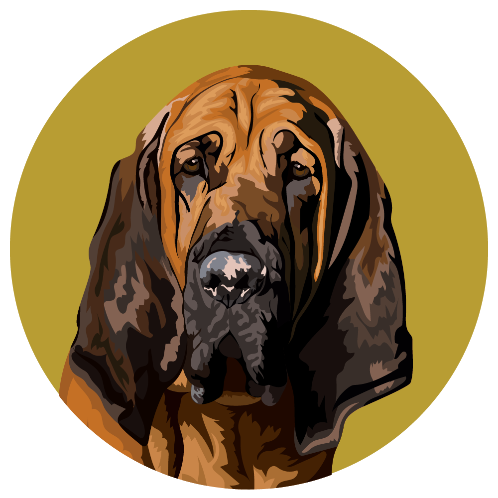 Bloodhound