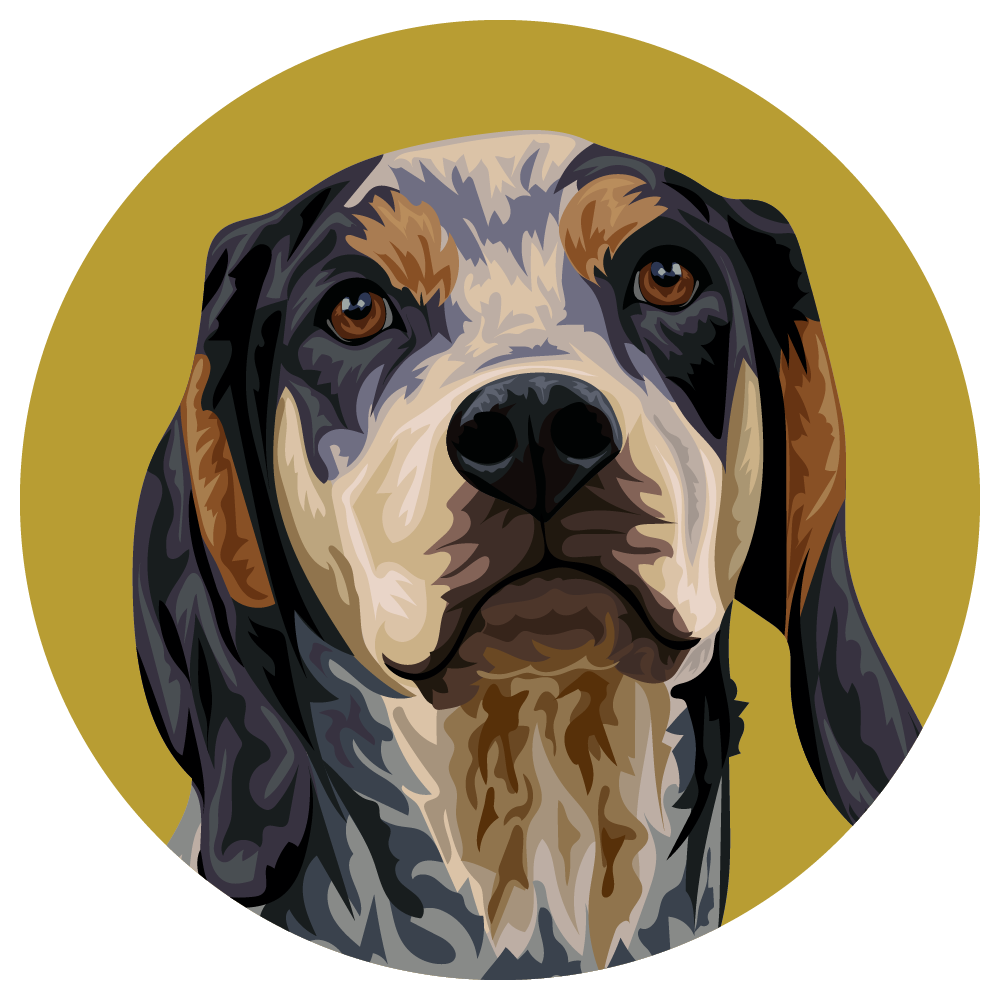 Bluetick Coonhound
