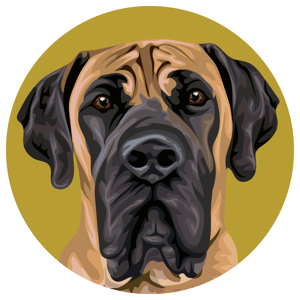 Boerboel