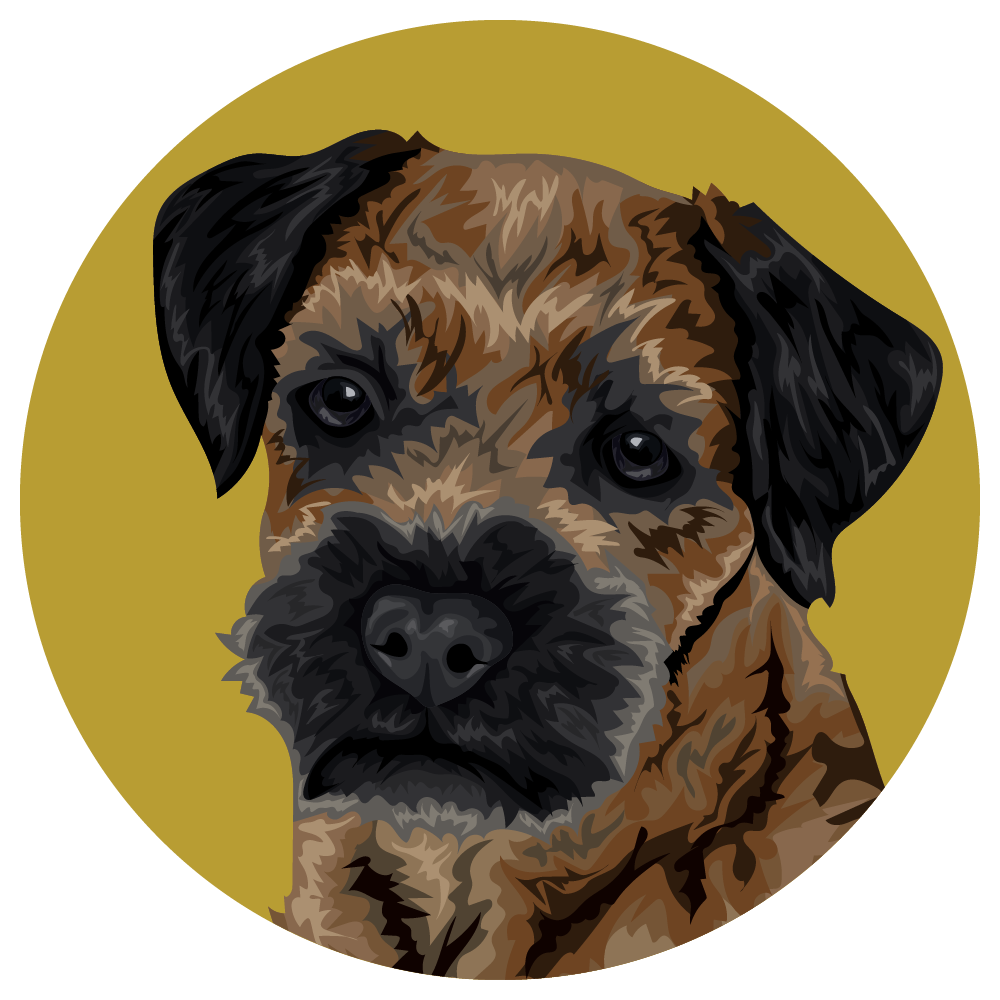 Border Terrier