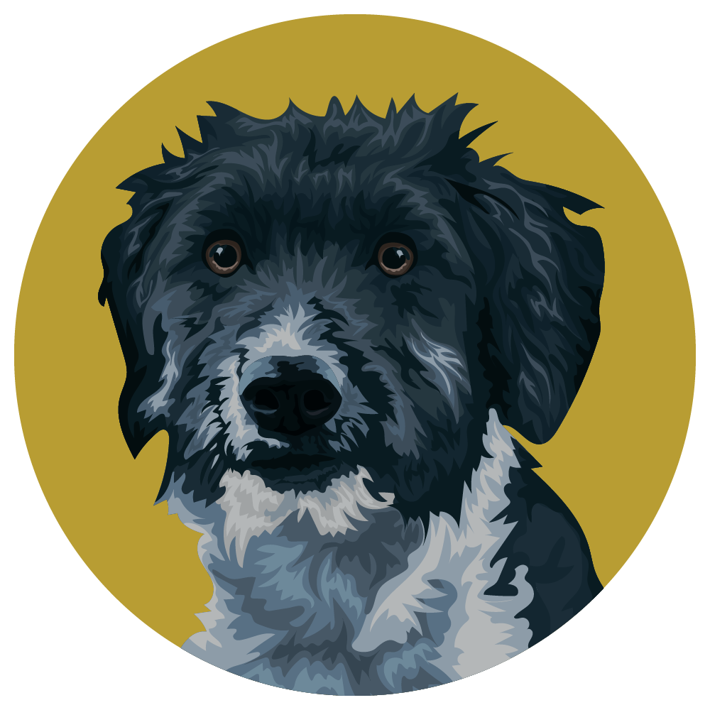 Bordoodle