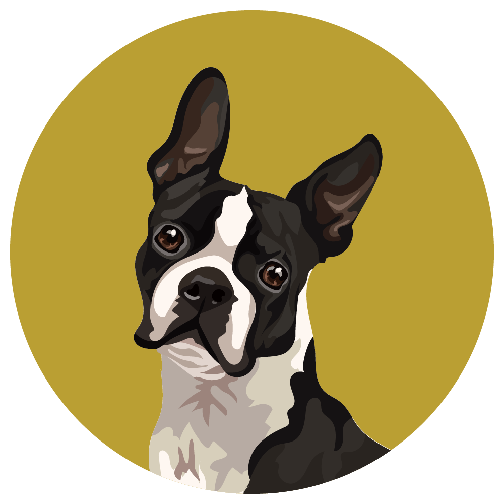Boston Terrier