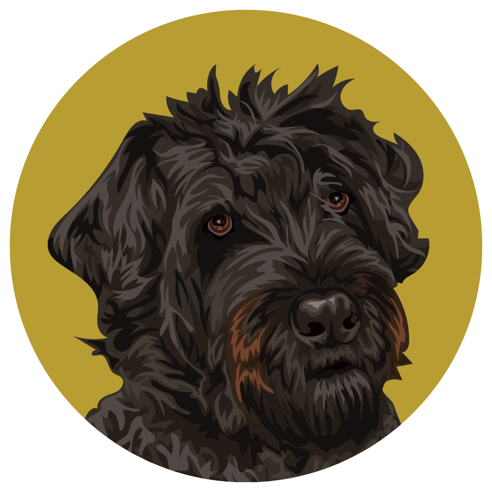 Bouvier des Flandres