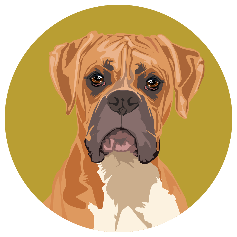 Boxer