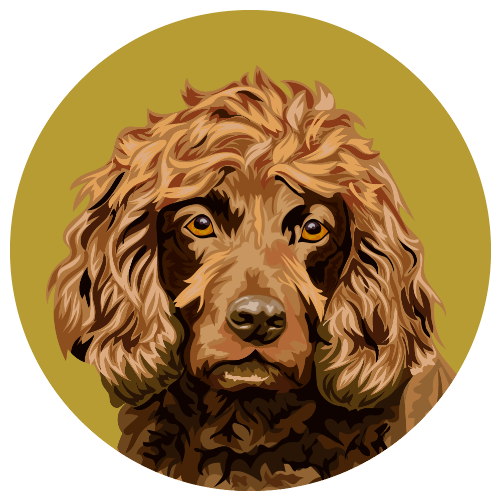 Boykin Spaniel