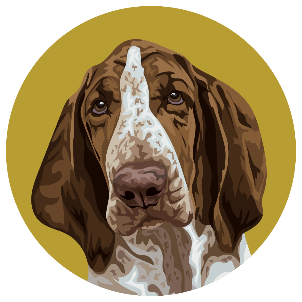 Bracco Italiano