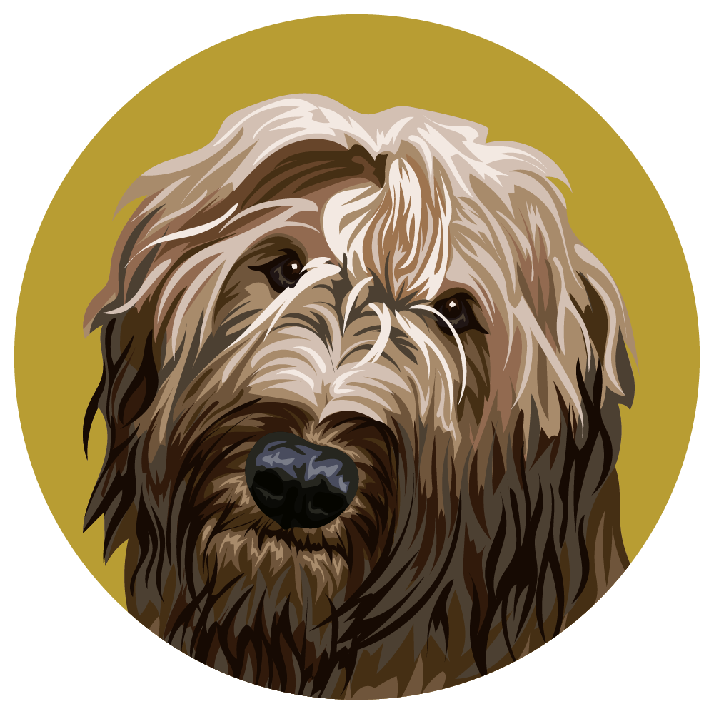 Briard