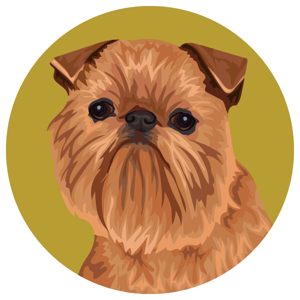 Brussels Griffon