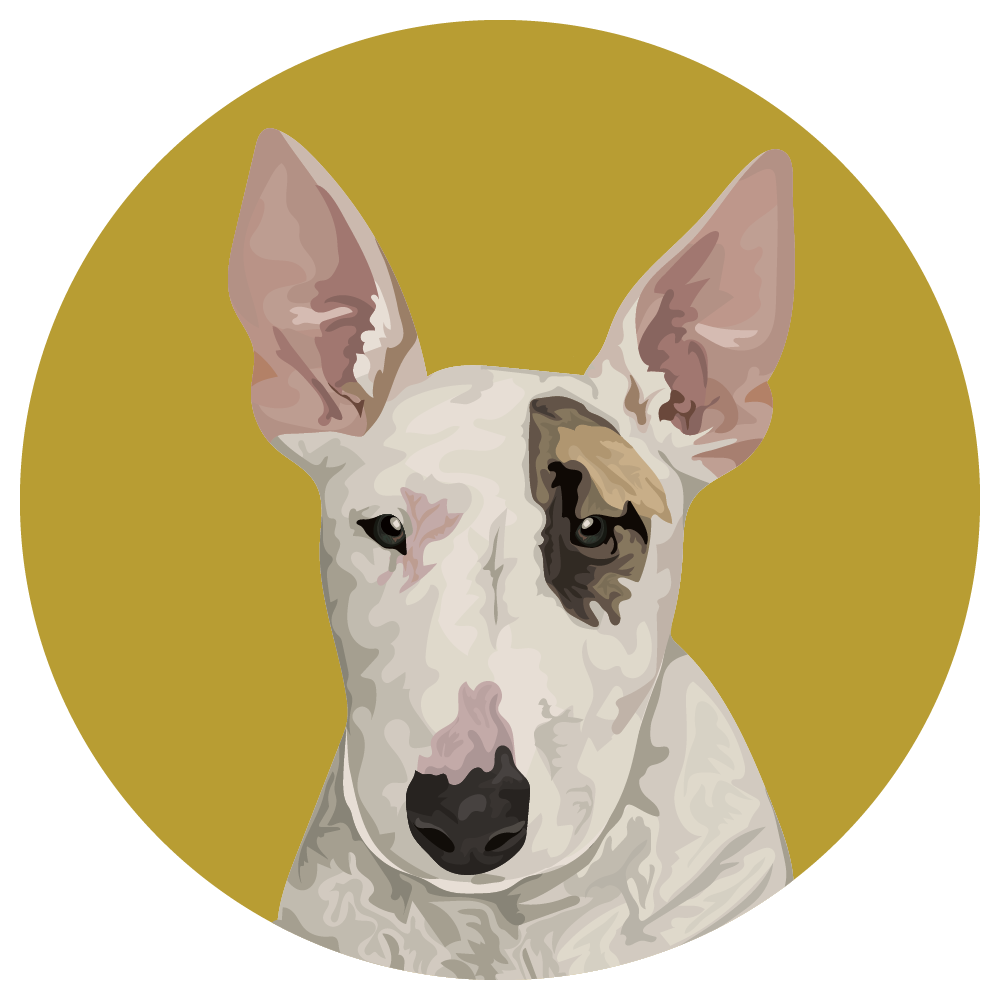 Bull Terrier