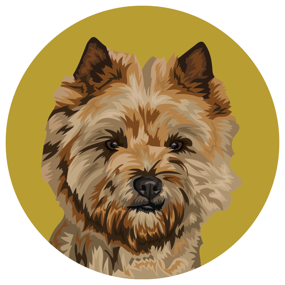 Cairn Terrier