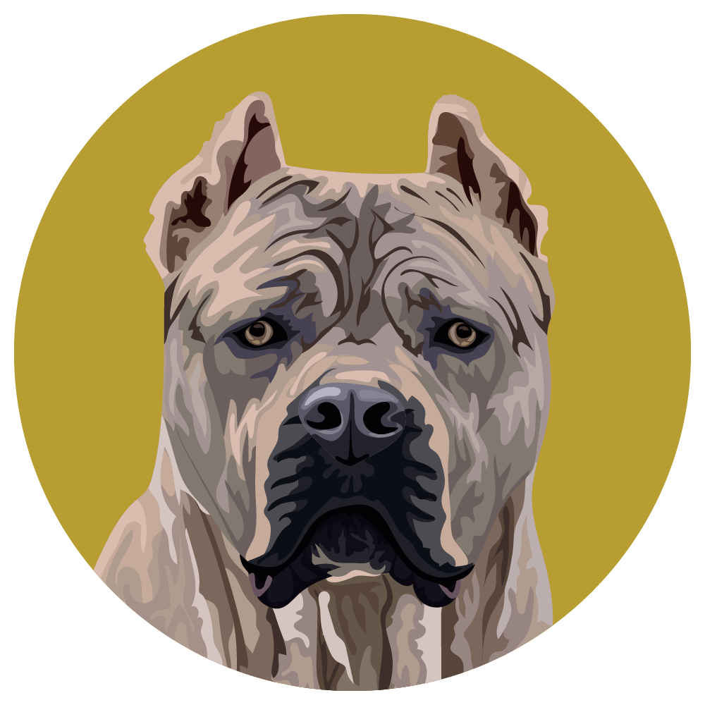 Cane Corso