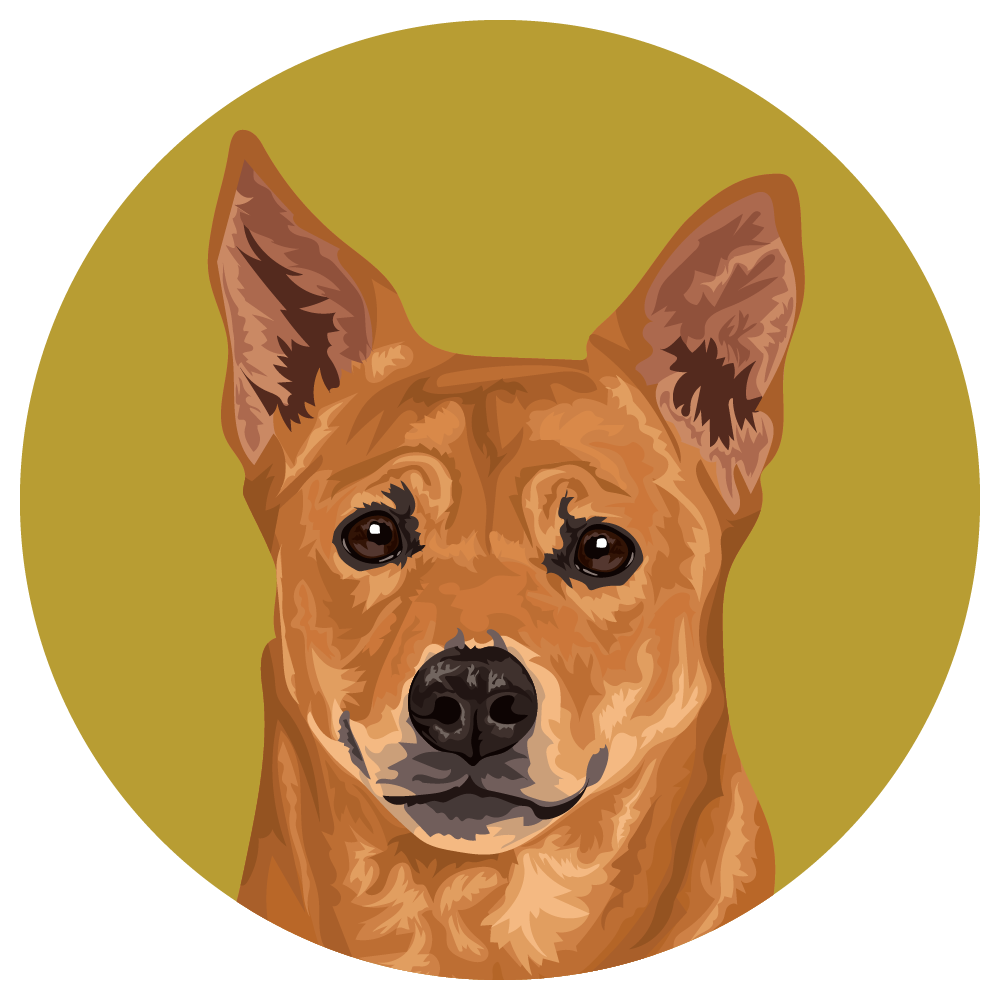 Carolina Dog