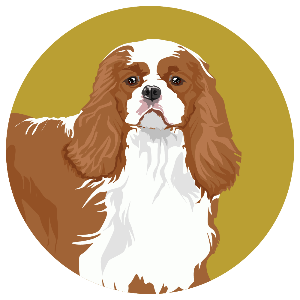 Cavalier King Charles Spaniel