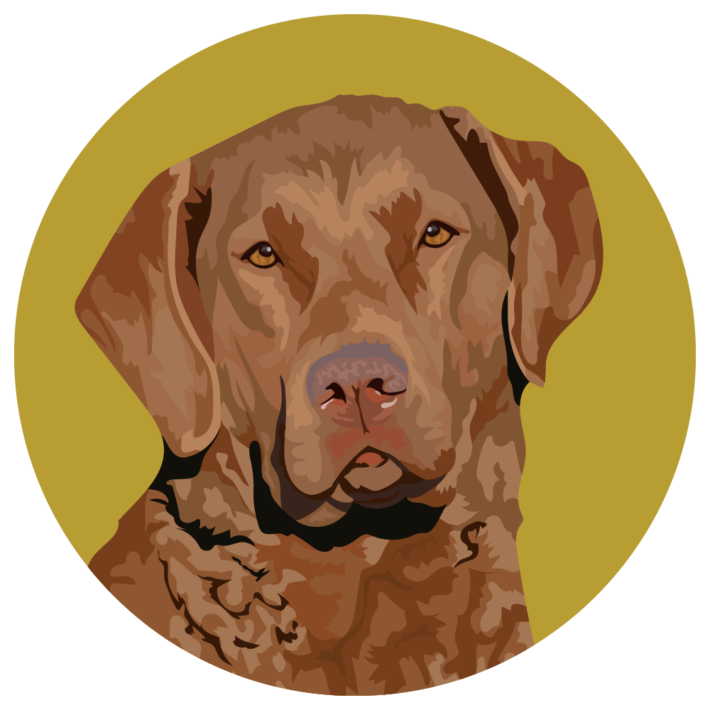 Chesapeake Bay Retriever