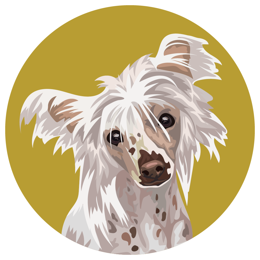 Chinese Crested