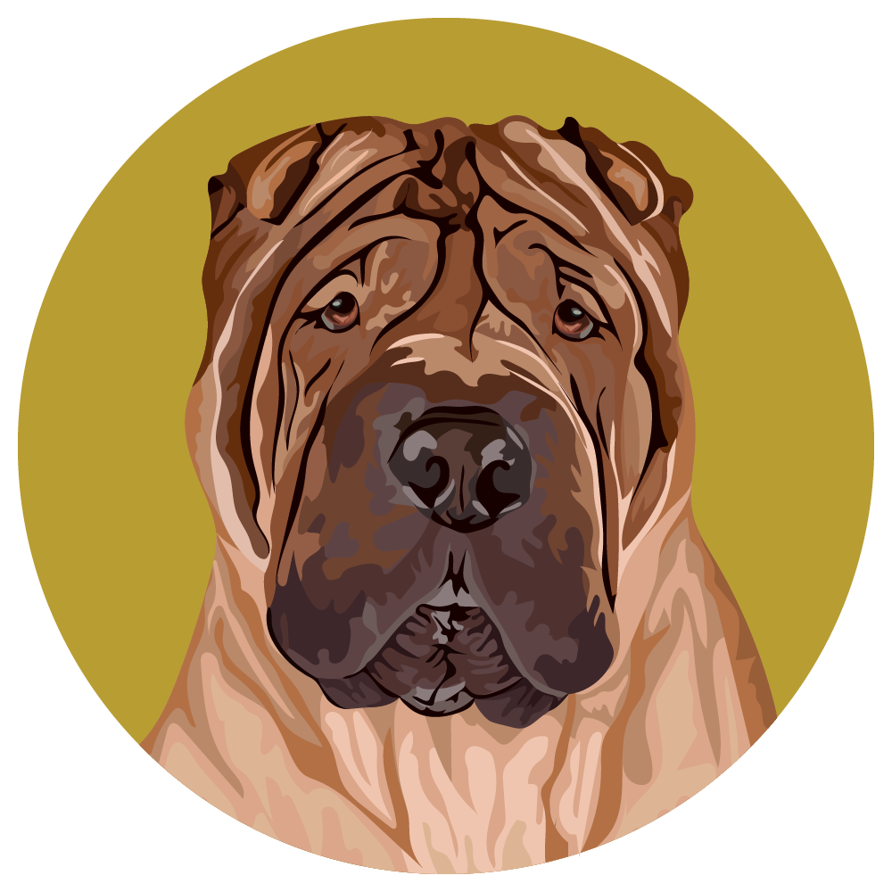 Chinese Shar-Pei