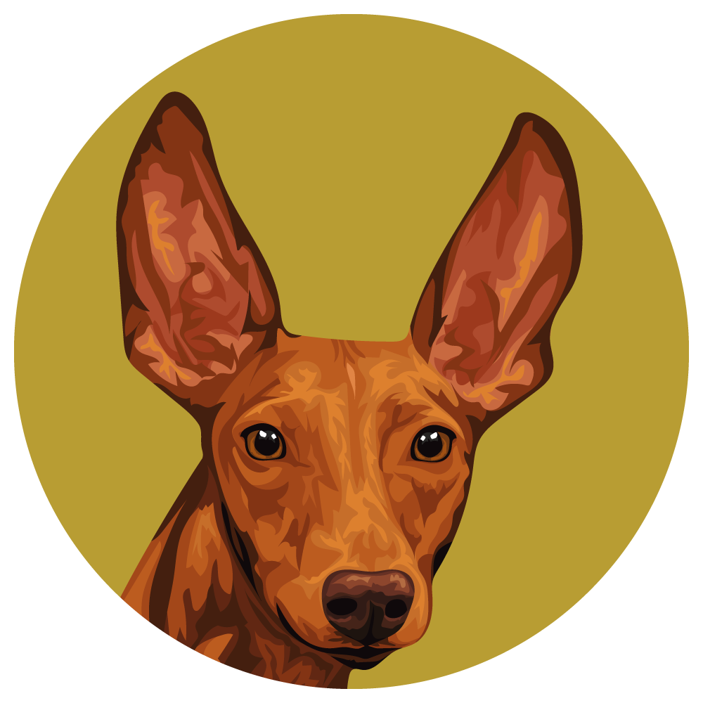 Cirneco dellEtna