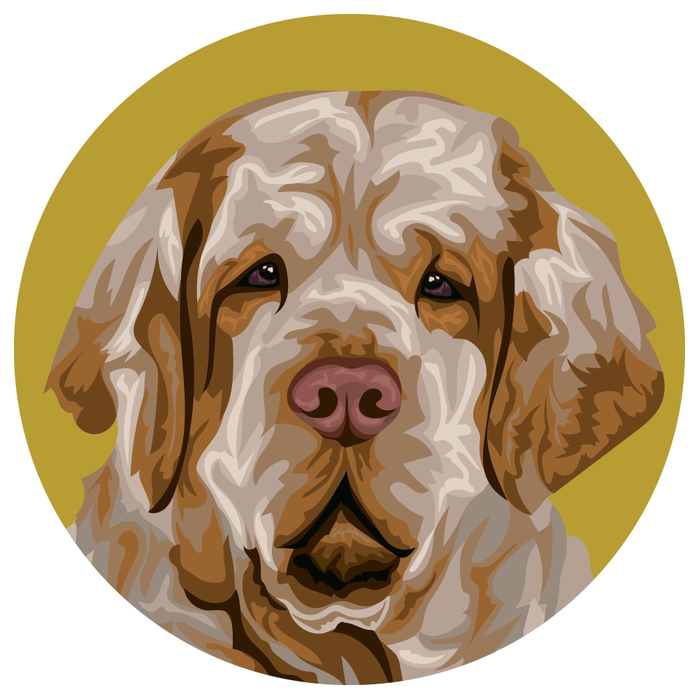 Clumber Spaniel