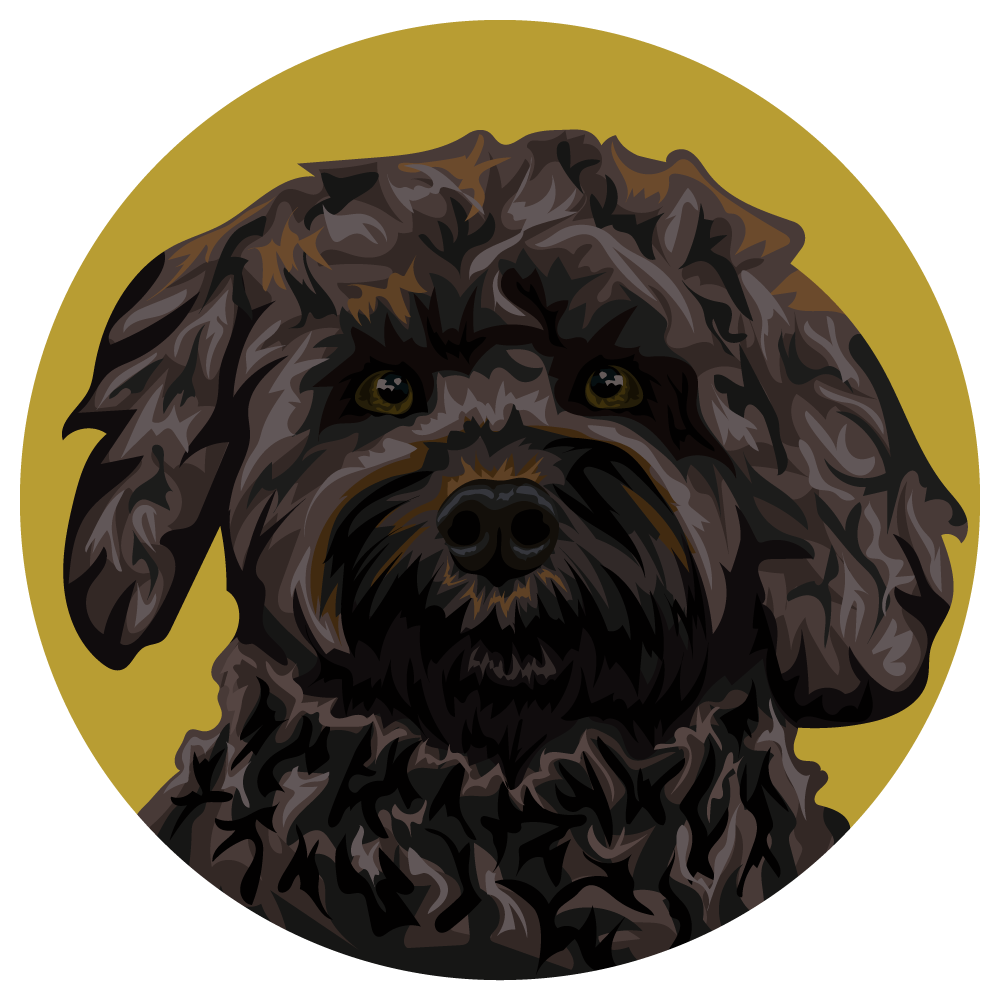 Cockapoo