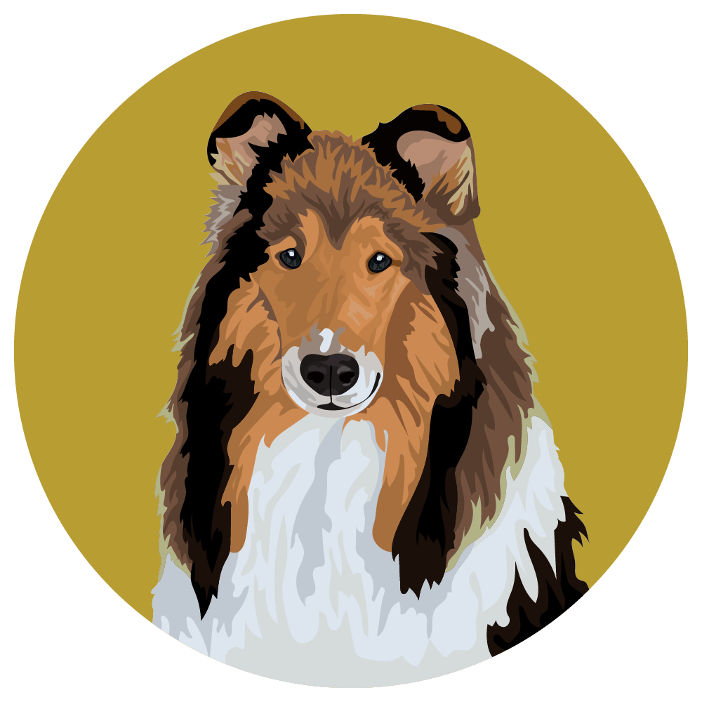 Collie