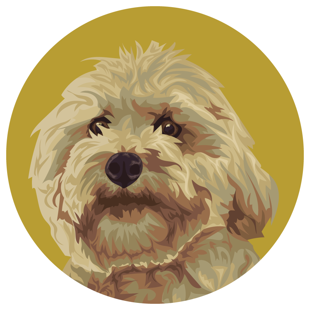 Coton de Tulear
