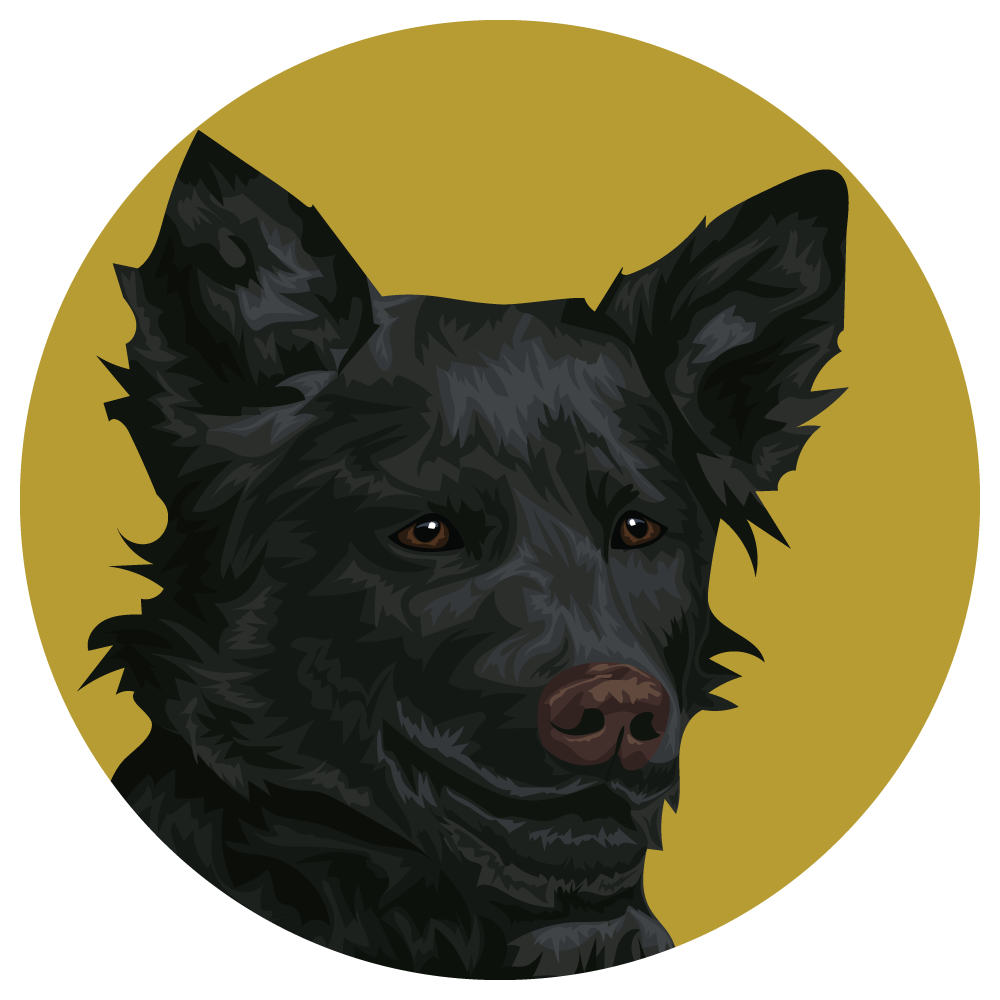 Croatian Sheepdog